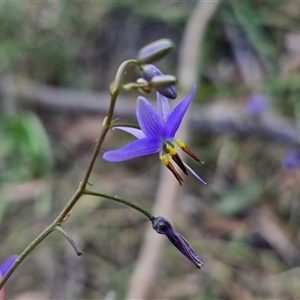 Dianella revoluta var. revoluta at Goulburn, NSW - 8 Nov 2024