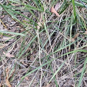 Dianella revoluta var. revoluta at Goulburn, NSW - 8 Nov 2024