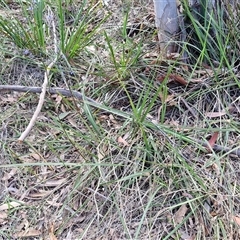 Dianella revoluta var. revoluta at Goulburn, NSW - 8 Nov 2024