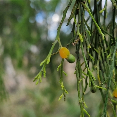 Exocarpos cupressiformis (Cherry Ballart) at Goulburn, NSW - 8 Nov 2024 by trevorpreston