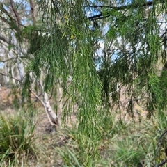 Exocarpos cupressiformis at Goulburn, NSW - 8 Nov 2024 04:25 PM