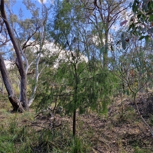 Exocarpos cupressiformis at Goulburn, NSW - 8 Nov 2024 04:25 PM