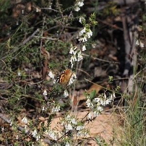 Styphelia fletcheri subsp. brevisepala at Mount Clear, ACT - 21 Oct 2024