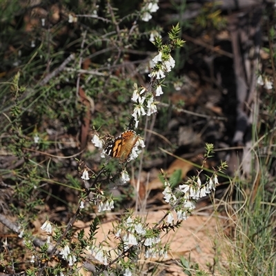 Styphelia fletcheri subsp. brevisepala (Twin Flower Beard-Heath) at Mount Clear, ACT - 21 Oct 2024 by RAllen