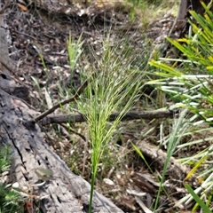 Austrostipa densiflora (Foxtail Speargrass) at Goulburn, NSW - 8 Nov 2024 by trevorpreston