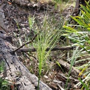 Austrostipa densiflora at Goulburn, NSW - 8 Nov 2024