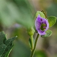 Veronica plebeia (Trailing Speedwell, Creeping Speedwell) at Goulburn, NSW - 8 Nov 2024 by trevorpreston