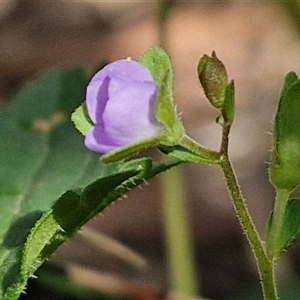 Veronica plebeia at Goulburn, NSW - 8 Nov 2024