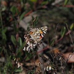 Vanessa kershawi (Australian Painted Lady) at Mount Clear, ACT - 21 Oct 2024 by RAllen