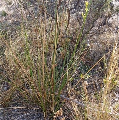 Juncus (genus) (A Rush) at Cooma, NSW - 8 Nov 2024 by mahargiani