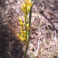 Juncus sp. at Cooma, NSW - 8 Nov 2024