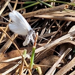 Tipanaea patulella at Goulburn, NSW - 8 Nov 2024 04:19 PM