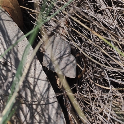 Casbia pallens (Pale Casbia) at Mount Clear, ACT - 21 Oct 2024 by RAllen