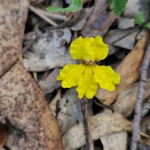 Goodenia hederacea subsp. hederacea at Goulburn, NSW - 8 Nov 2024 04:16 PM