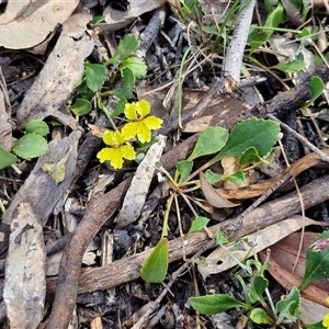 Goodenia hederacea subsp. hederacea at Goulburn, NSW - 8 Nov 2024 04:16 PM