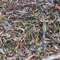 Goodenia hederacea subsp. hederacea at Goulburn, NSW - 8 Nov 2024 04:16 PM