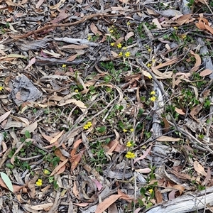 Goodenia hederacea subsp. hederacea at Goulburn, NSW - 8 Nov 2024 04:16 PM