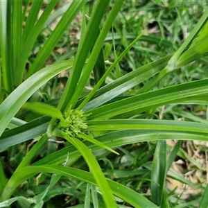 Cyperus eragrostis at Goulburn, NSW - 8 Nov 2024 04:14 PM