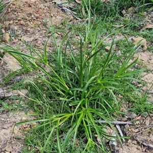 Cyperus eragrostis at Goulburn, NSW - 8 Nov 2024 04:14 PM