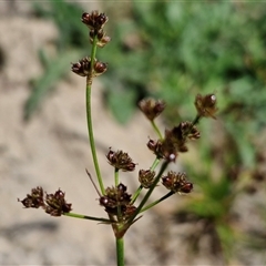 Juncus articulatus subsp. articulatus (Jointed Rush) at Goulburn, NSW - 8 Nov 2024 by trevorpreston