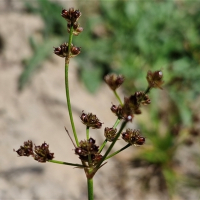Juncus articulatus subsp. articulatus (Jointed Rush) at Goulburn, NSW - 8 Nov 2024 by trevorpreston