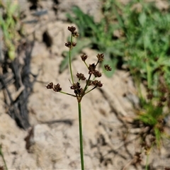 Juncus articulatus subsp. articulatus at Goulburn, NSW - 8 Nov 2024