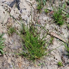 Juncus articulatus subsp. articulatus at Goulburn, NSW - 8 Nov 2024