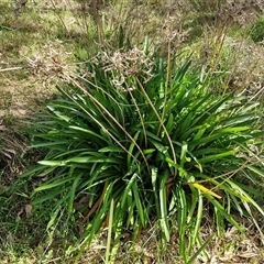 Agapanthus praecox subsp. orientalis (Agapanthus) at Goulburn, NSW - 8 Nov 2024 by trevorpreston