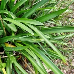 Agapanthus praecox subsp. orientalis at Goulburn, NSW - 8 Nov 2024