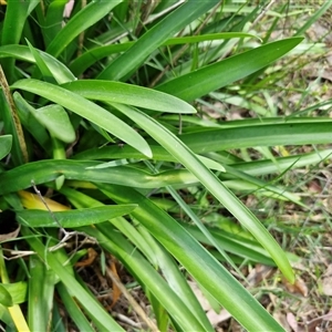 Agapanthus praecox subsp. orientalis at Goulburn, NSW - 8 Nov 2024 04:12 PM