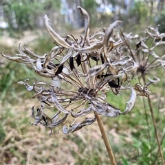 Agapanthus praecox subsp. orientalis at Goulburn, NSW - 8 Nov 2024 04:12 PM