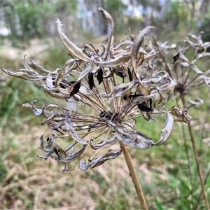 Agapanthus praecox subsp. orientalis at Goulburn, NSW - 8 Nov 2024