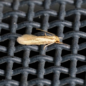 Opogona stenocraspeda at Harrison, ACT - suppressed