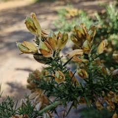 Ulex europaeus (Gorse) at Goulburn, NSW - 8 Nov 2024 by trevorpreston