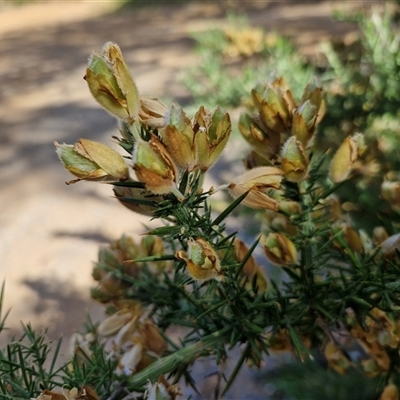 Ulex europaeus (Gorse) at Goulburn, NSW - 8 Nov 2024 by trevorpreston