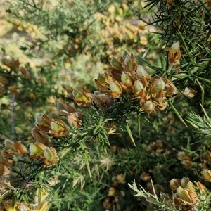 Ulex europaeus at Goulburn, NSW - 8 Nov 2024