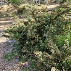 Ulex europaeus at Goulburn, NSW - 8 Nov 2024