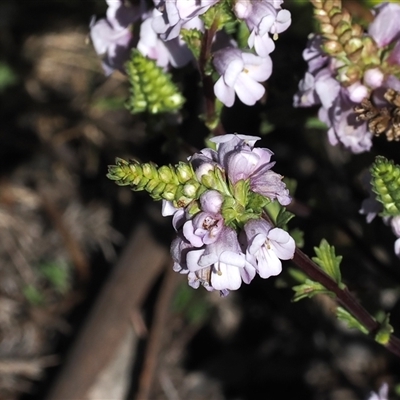 Euphrasia collina subsp. speciosa at Mount Clear, ACT - 21 Oct 2024 by RAllen