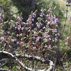 Euphrasia collina subsp. paludosa at Mount Clear, ACT - 21 Oct 2024 03:04 PM