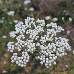 Ozothamnus diosmifolius (Rice Flower, White Dogwood, Sago Bush) at Goulburn, NSW - 8 Nov 2024 by trevorpreston