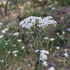 Ozothamnus diosmifolius at Goulburn, NSW - 8 Nov 2024 04:09 PM