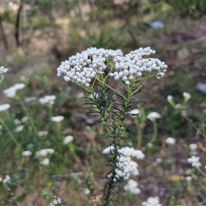 Ozothamnus diosmifolius at Goulburn, NSW - 8 Nov 2024 04:09 PM