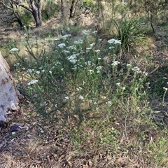 Ozothamnus diosmifolius at Goulburn, NSW - 8 Nov 2024 04:09 PM