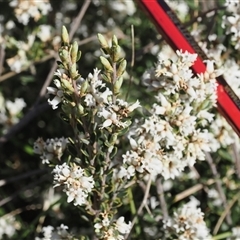 Acrothamnus hookeri at Mount Clear, ACT - 21 Oct 2024 by RAllen