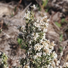 Acrothamnus hookeri at Mount Clear, ACT - 21 Oct 2024 02:53 PM