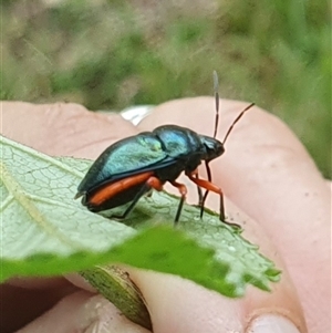 Lampromicra aerea at Mororo, NSW - 8 Nov 2024 08:10 AM