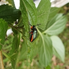 Lampromicra aerea at Mororo, NSW - 8 Nov 2024 08:10 AM