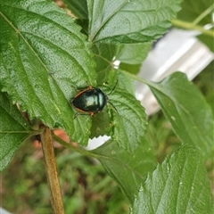 Lampromicra aerea at Mororo, NSW - 8 Nov 2024 08:10 AM