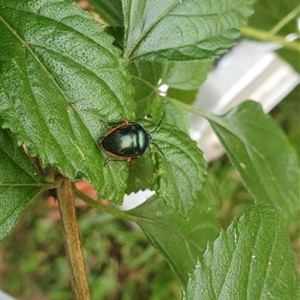 Lampromicra aerea at Mororo, NSW - 8 Nov 2024 08:10 AM