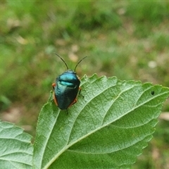 Lampromicra aerea at Mororo, NSW - 8 Nov 2024 08:10 AM